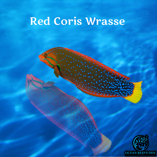 Wrasse - Red Coris Juv