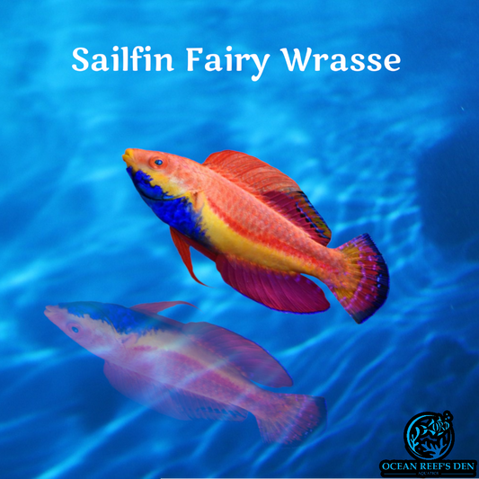 Wrasse  Sailfin Fairy