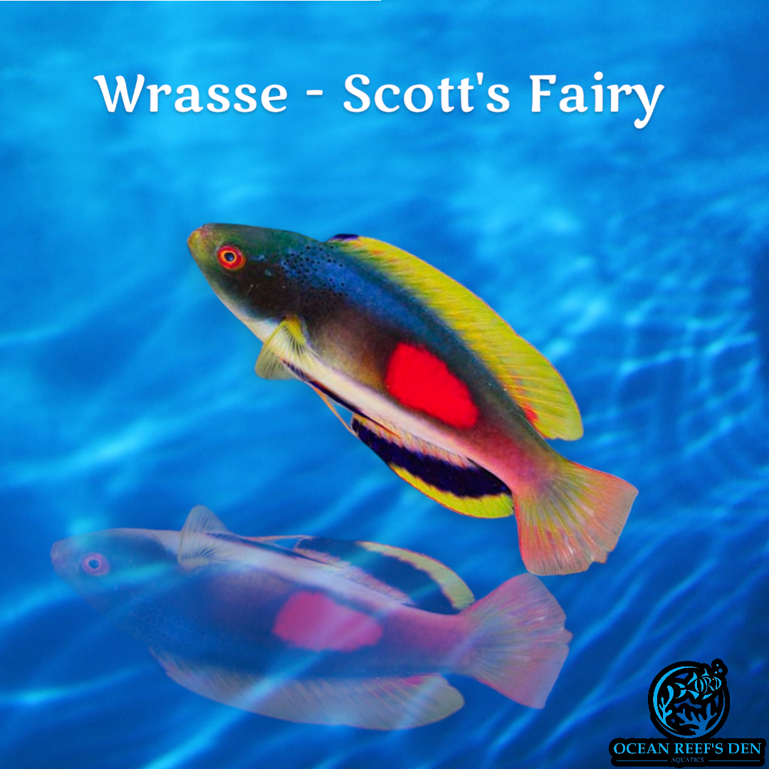 Wrasse - Scott's Fairy