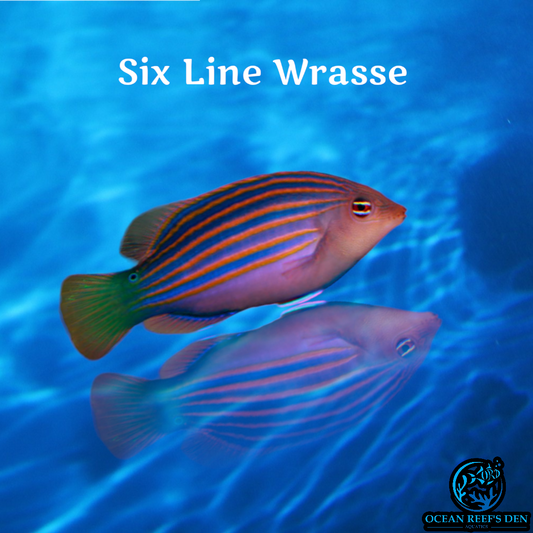 Wrasse - Six Line