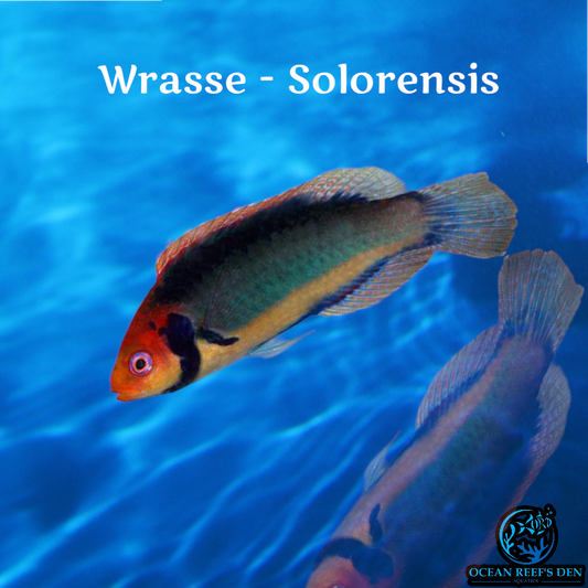 Wrasse -Solorensis
