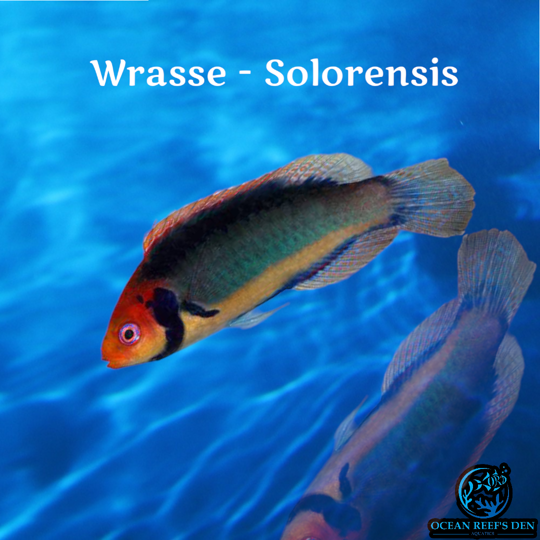 Wrasse -Solorensis
