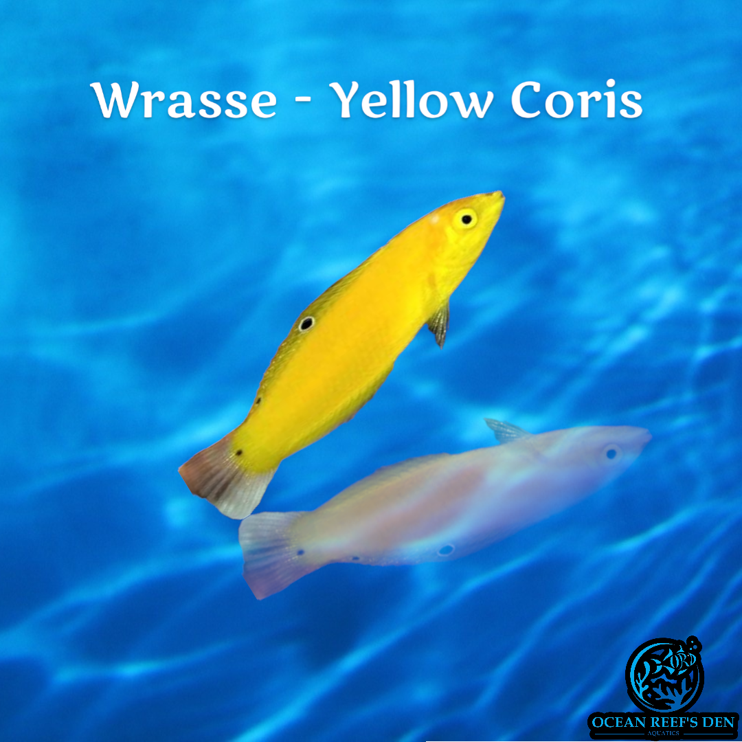 Wrasse - Yellow Coris