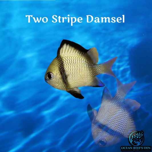 Damsel - Two Stripe